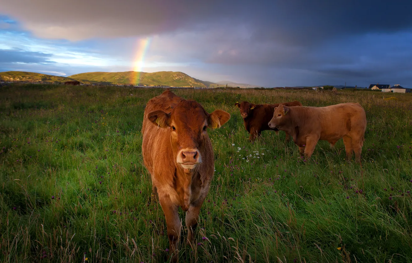 Photo wallpaper field, summer, the sky, grass, look, clouds, landscape, nature