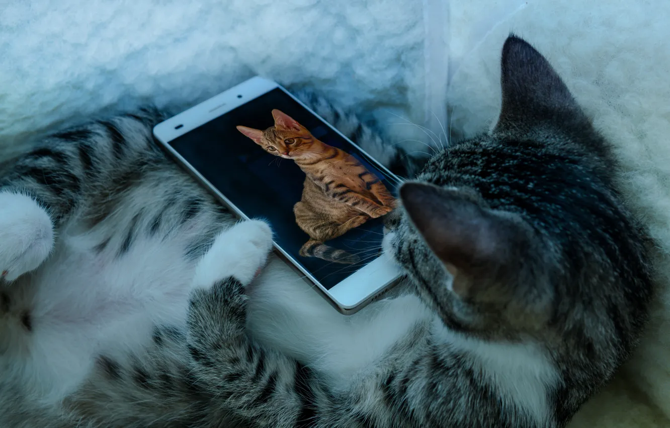 Photo wallpaper cat, pussy, smartphone