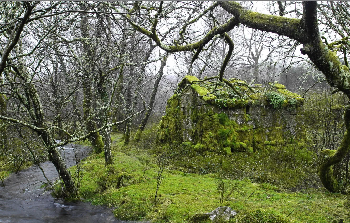 Photo wallpaper forest, river, hut