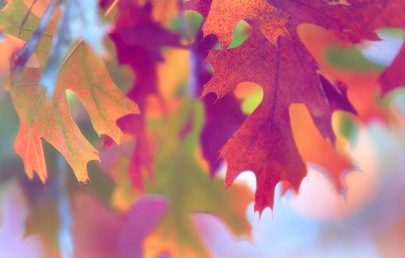 Photo wallpaper autumn, macro, paint, foliage