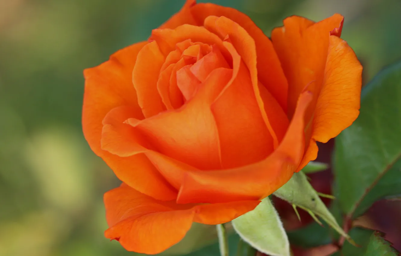 Photo wallpaper macro, Orange rose, Orange rose