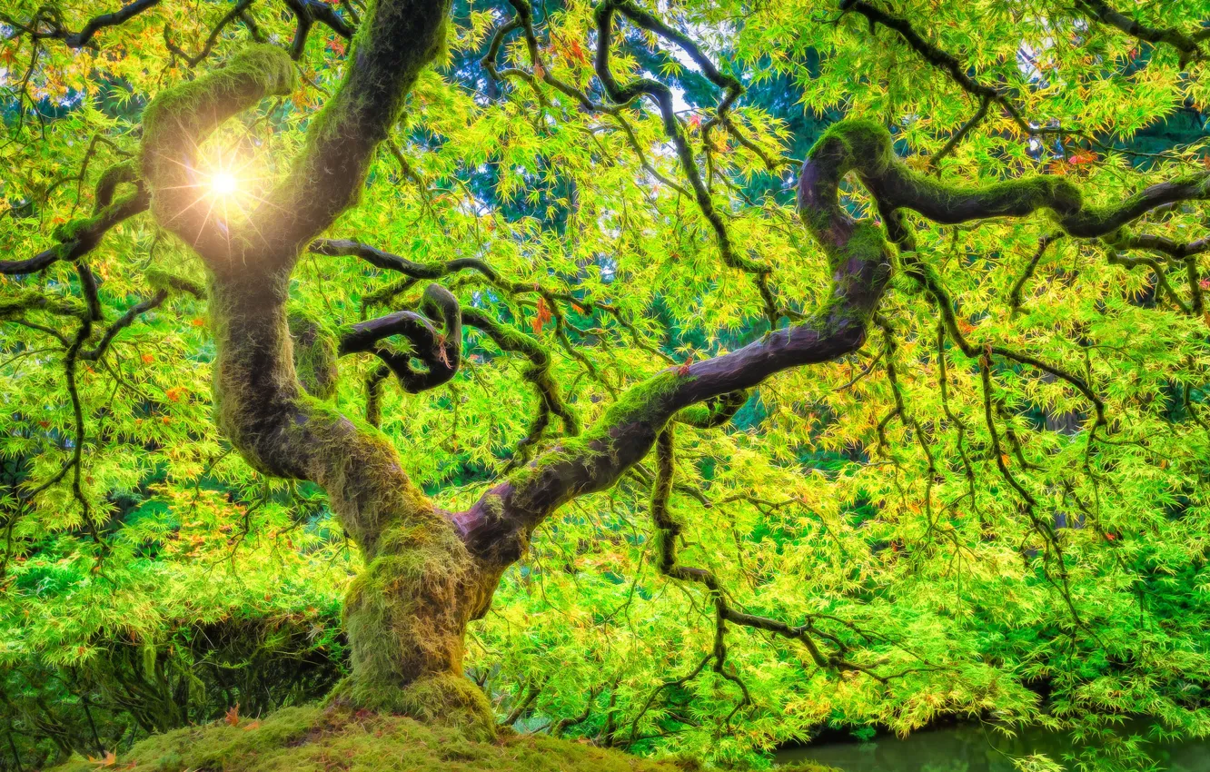 Photo wallpaper forest, the sun, rays, trees, Oregon, USA