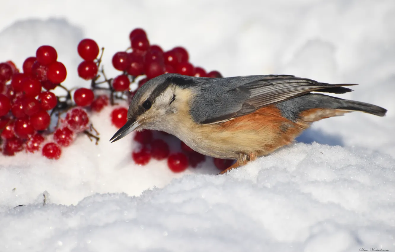 Photo wallpaper winter, bird, nuthatch, photohunt