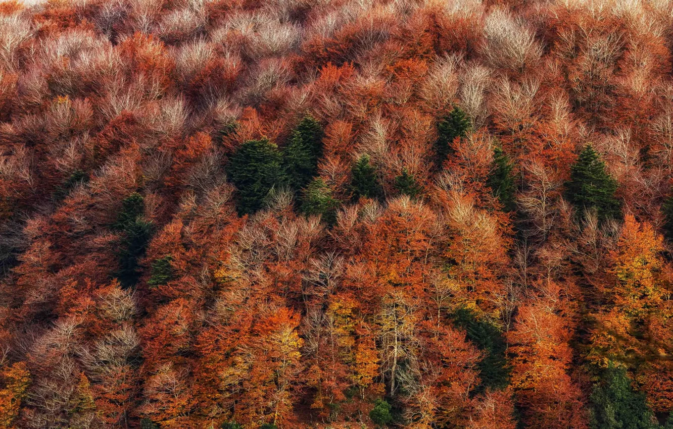 Photo wallpaper autumn, forest, trees, nature, the view from the top