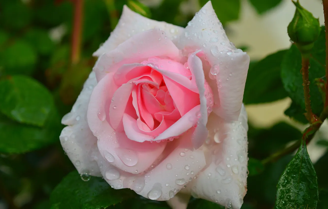 Photo wallpaper Rose, Rose, Rain drops, Raindrops