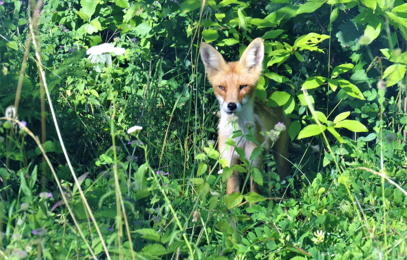 Photo wallpaper small, red, Fox