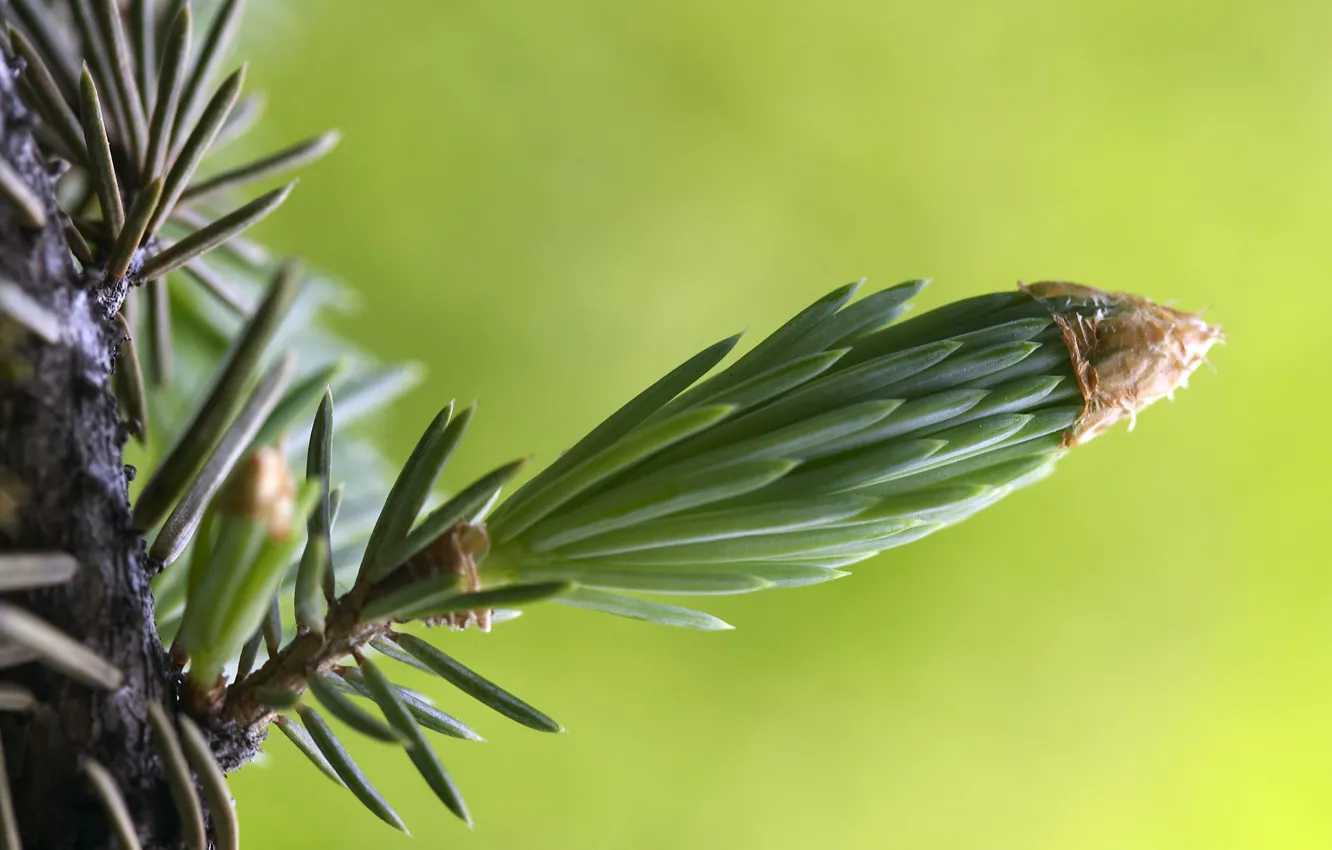 Photo wallpaper macro, needles, spruce, bumps