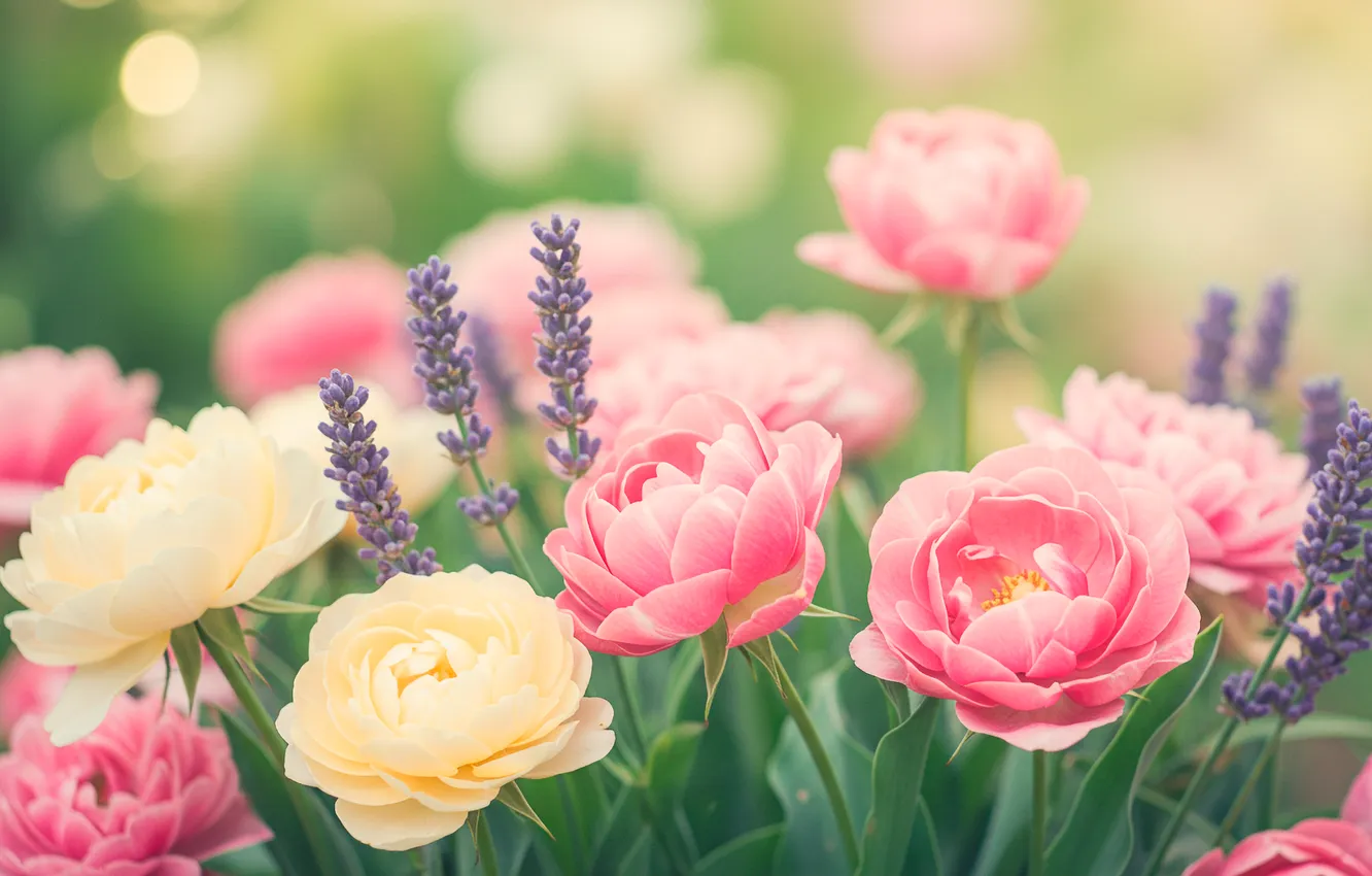 Photo wallpaper summer, flowers, pastel, summer, flowers, pastel