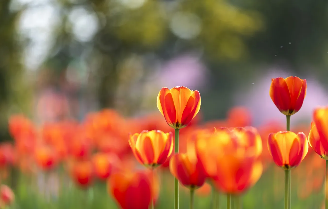 Photo wallpaper flowers, orange, red, spring, tulips, flowerbed, bokeh
