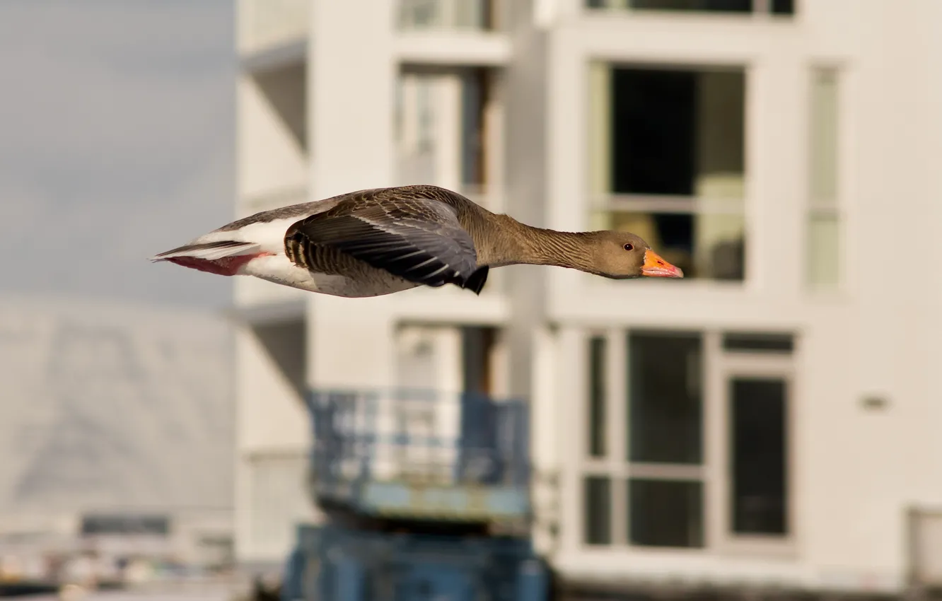 Photo wallpaper flight, the city, duck