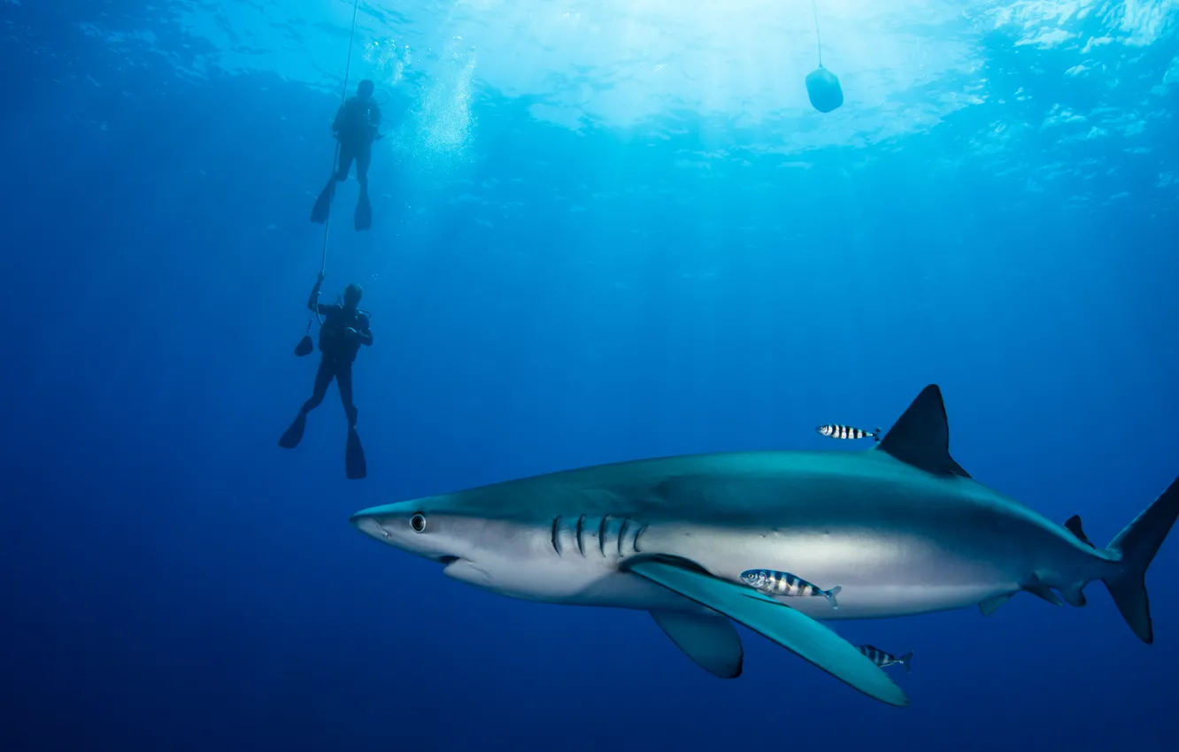 Photo wallpaper sea, water, the ocean, animal, work, blue, people, diver