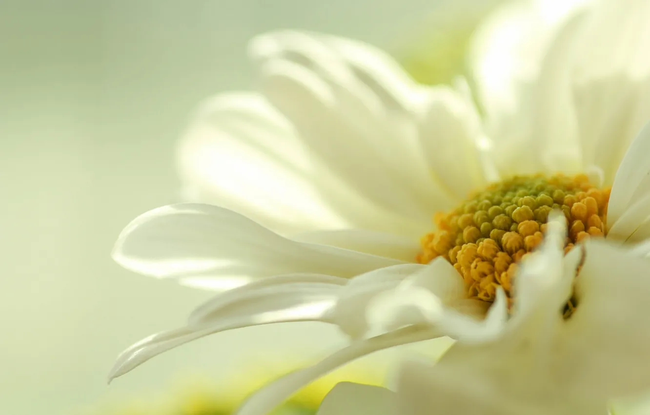 Photo wallpaper white, flowers, yellow, pastel, pale