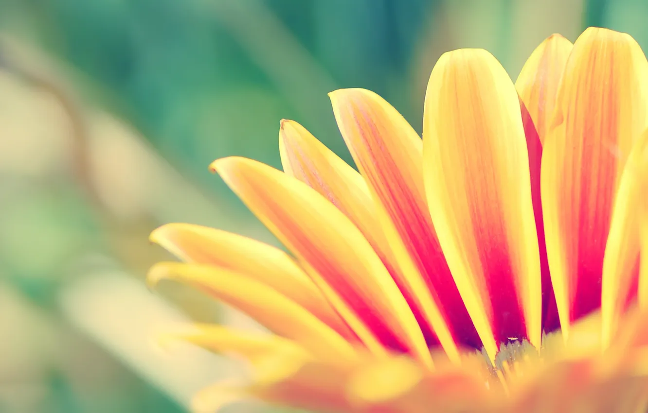 Photo wallpaper flowers, plant, petals