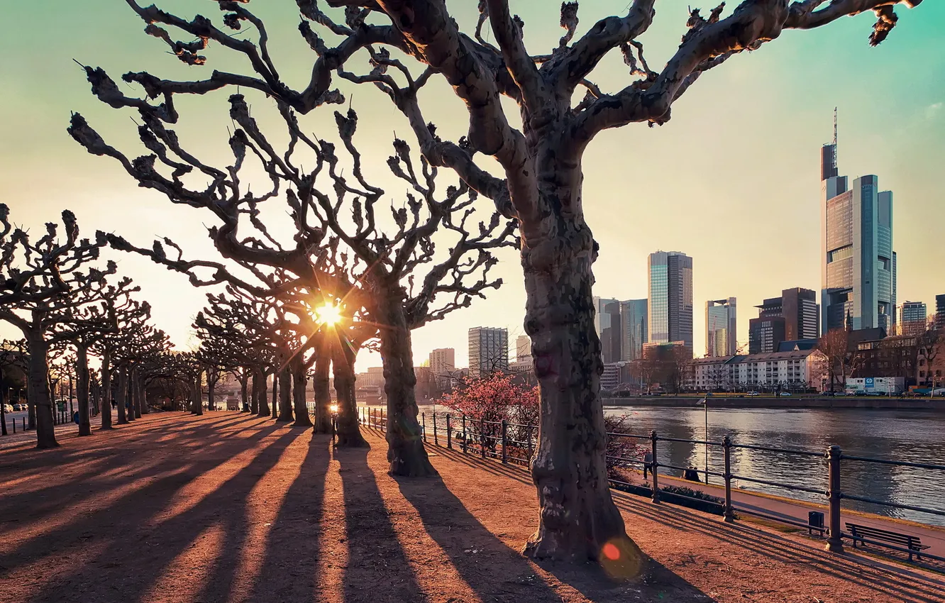 Photo wallpaper trees, the city, river