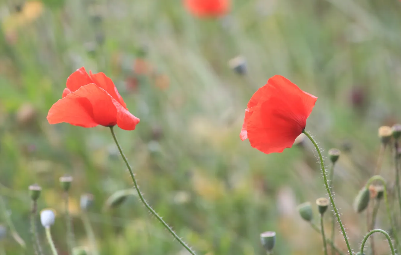 Photo wallpaper flowers, red, Maki, petals