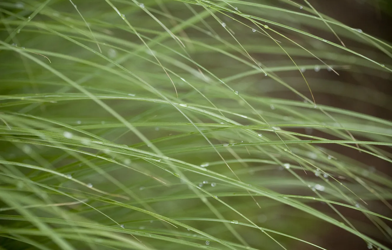 Photo wallpaper grass, drops, macro