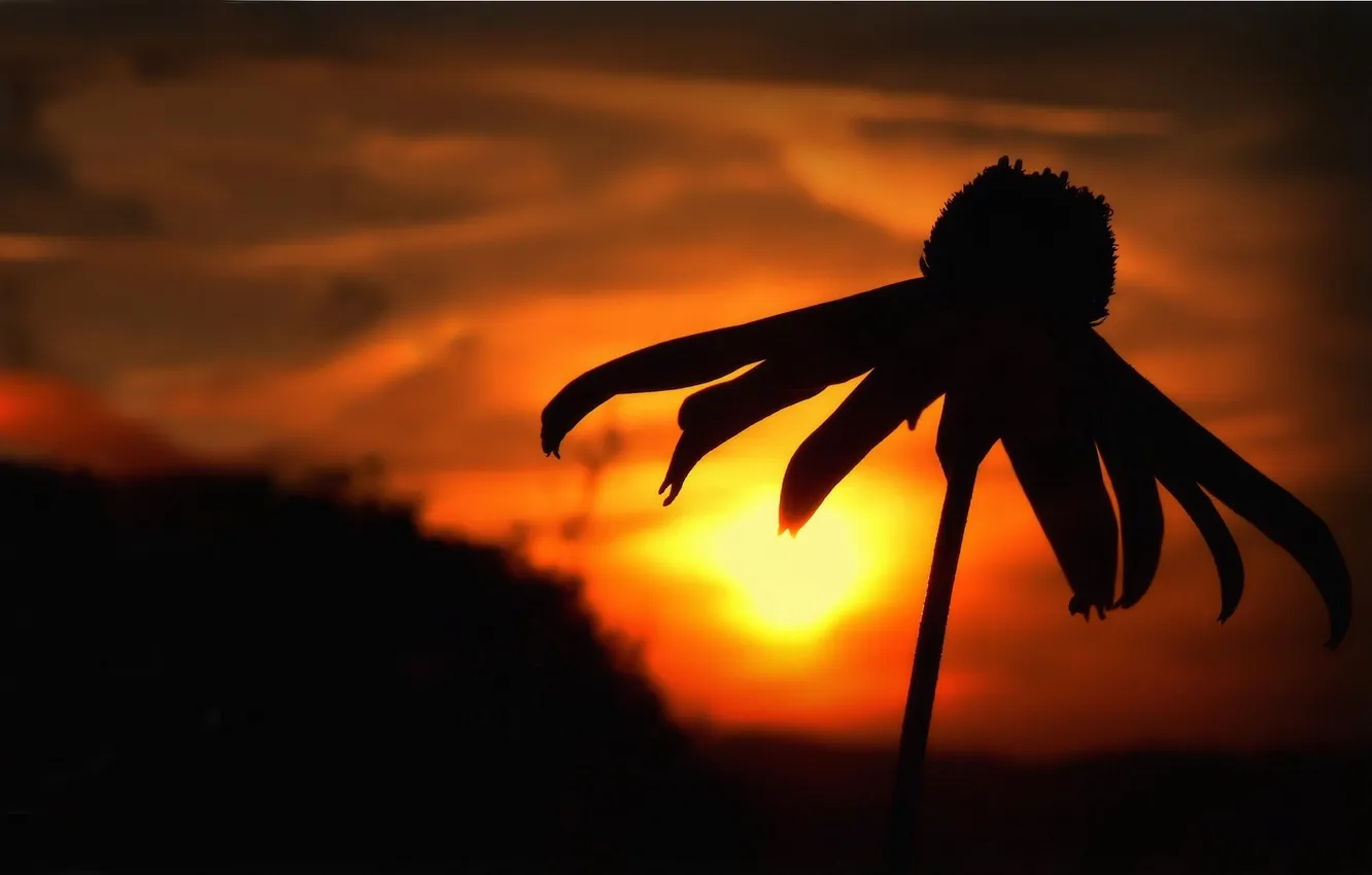 Photo wallpaper the sky, clouds, macro, landscape, sunset, flowers, clouds, dawn