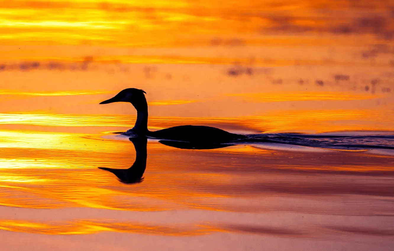 Photo wallpaper water, sunset, lake, pond, color, duck