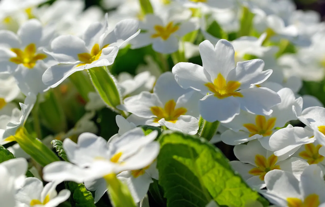 Photo wallpaper flowers, nature, tenderness, beauty, plants, spring, may, primroses