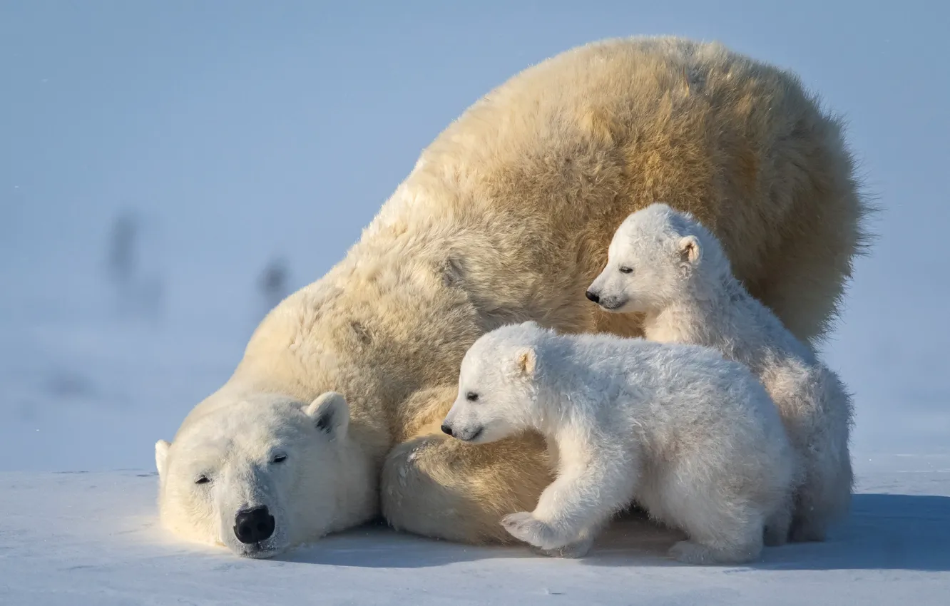 Photo wallpaper bears, polar bear, Arctic, bear, polar bear, Arctic, cubs, she-bear