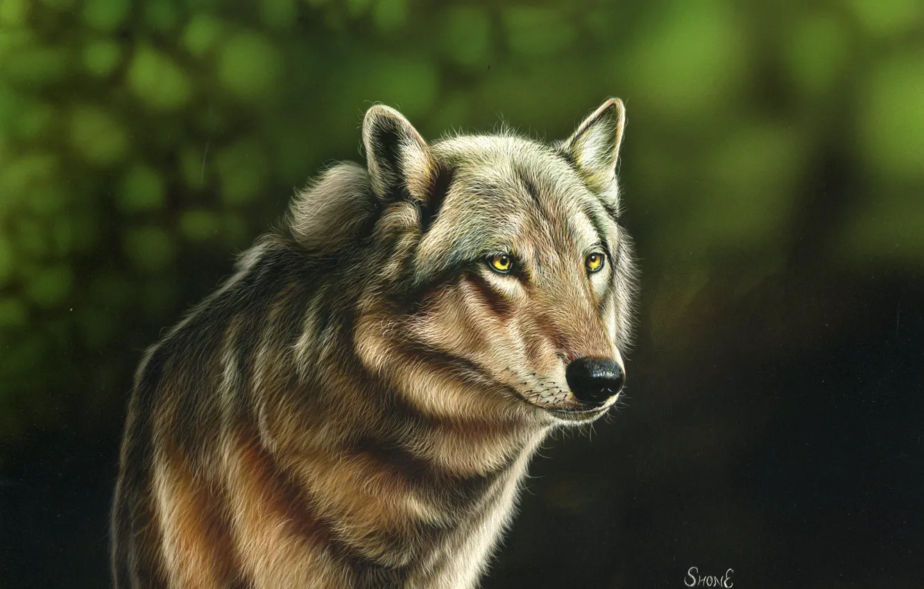 Photo wallpaper wolf, blurred background, by shonechacko
