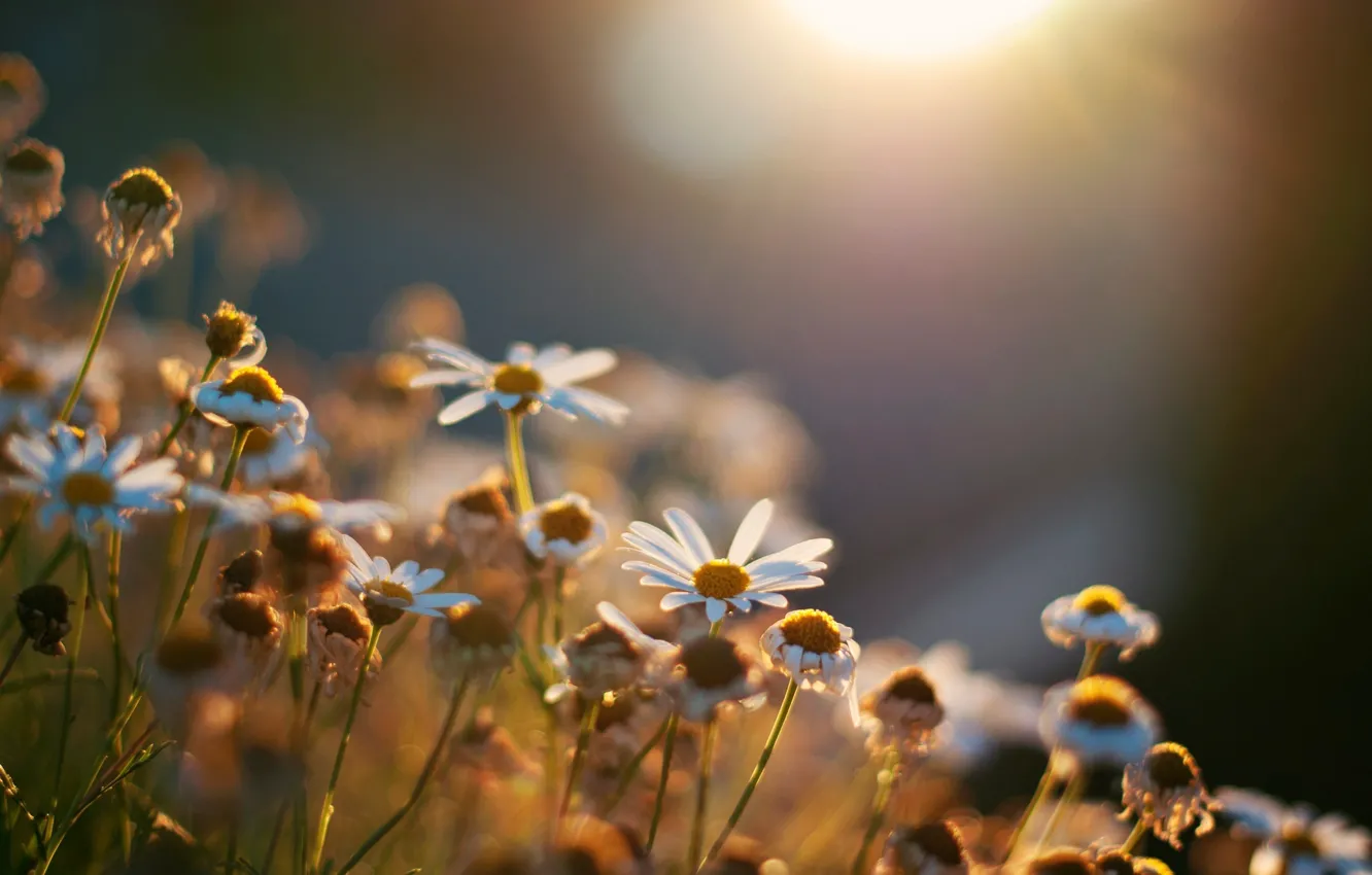 Photo wallpaper the sun, flowers, background, Wallpaper, chamomile, wallpaper, flowers, widescreen