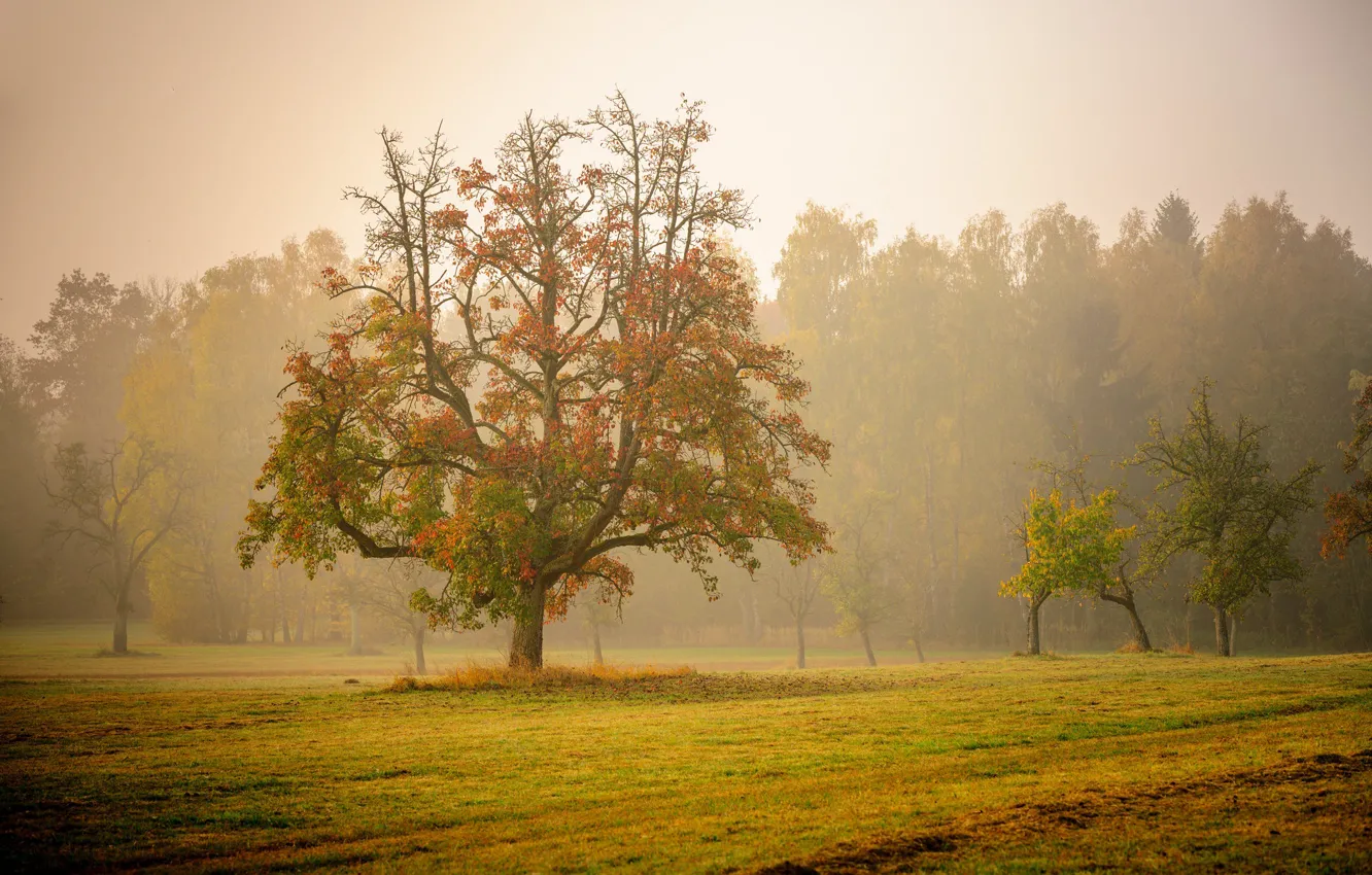 Photo wallpaper autumn, trees, fog, morning, Germany