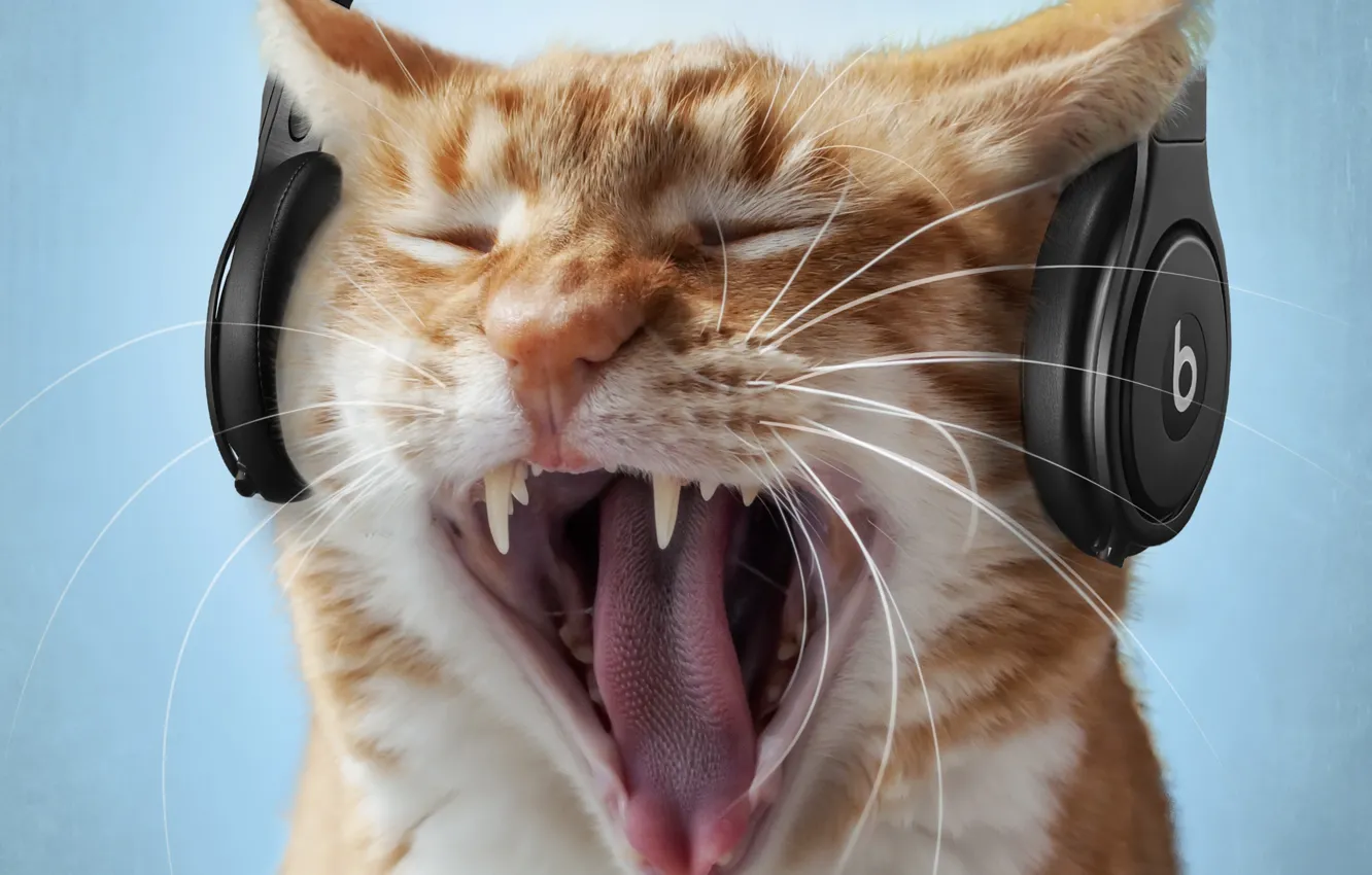 Photo wallpaper cat, music, headphones