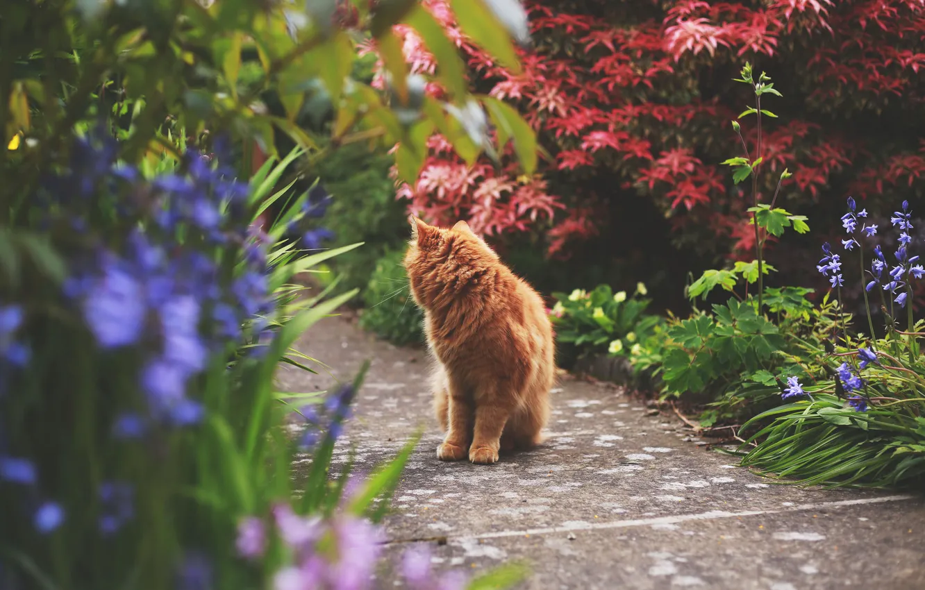 Photo wallpaper cat, cat, plant, red