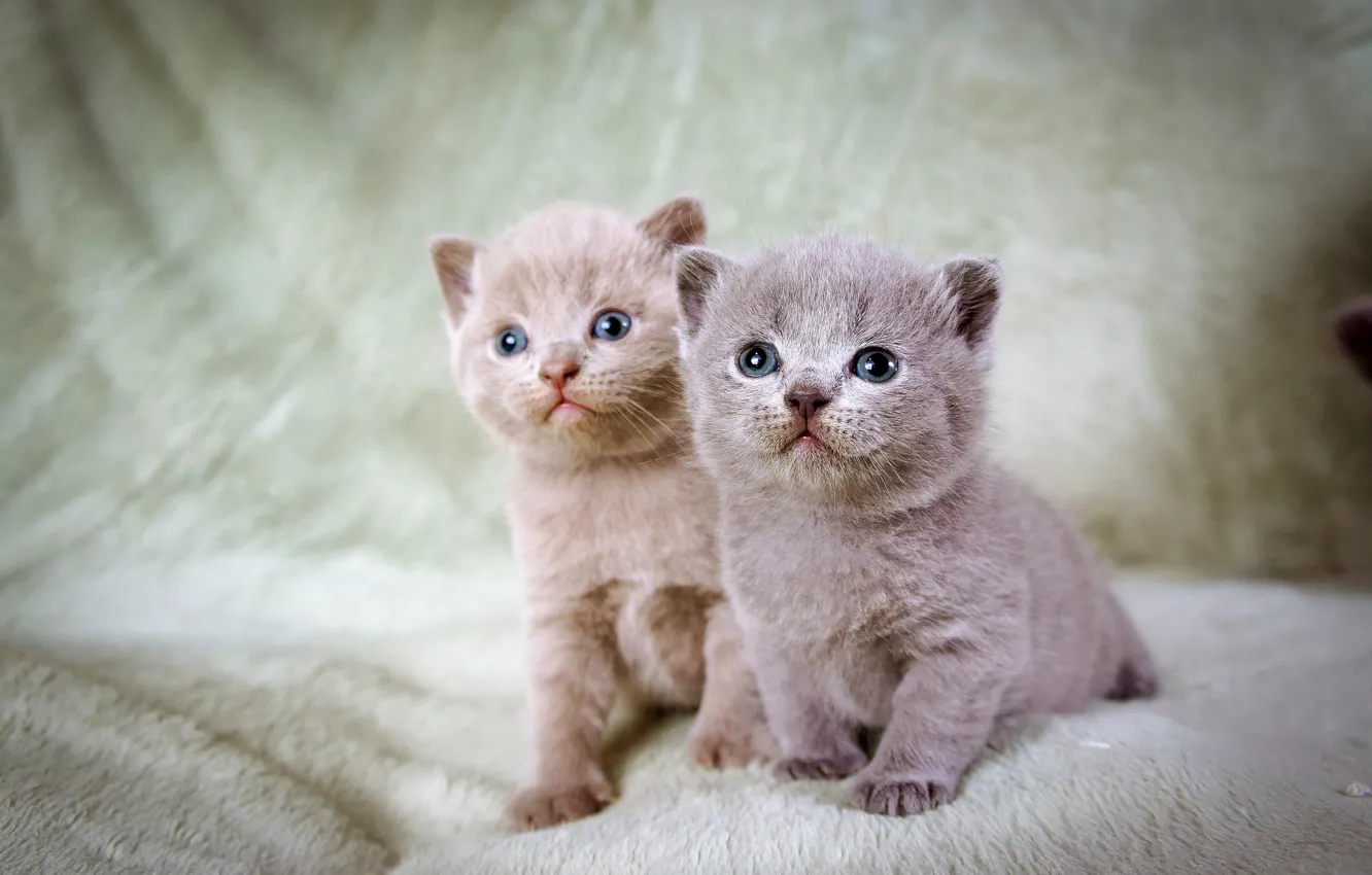 Photo wallpaper kittens, grey, two, blue-eyed