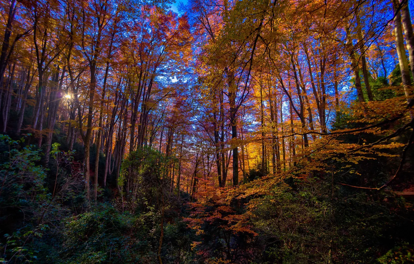 Photo wallpaper autumn, forest, the sky, trees, the ravine