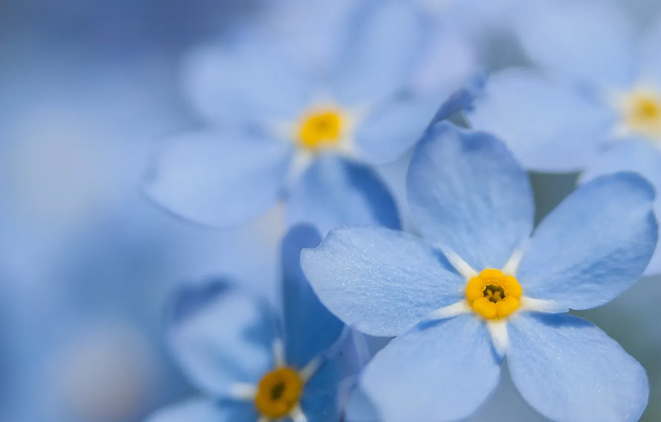 Photo wallpaper macro, blue, forget-me-nots
