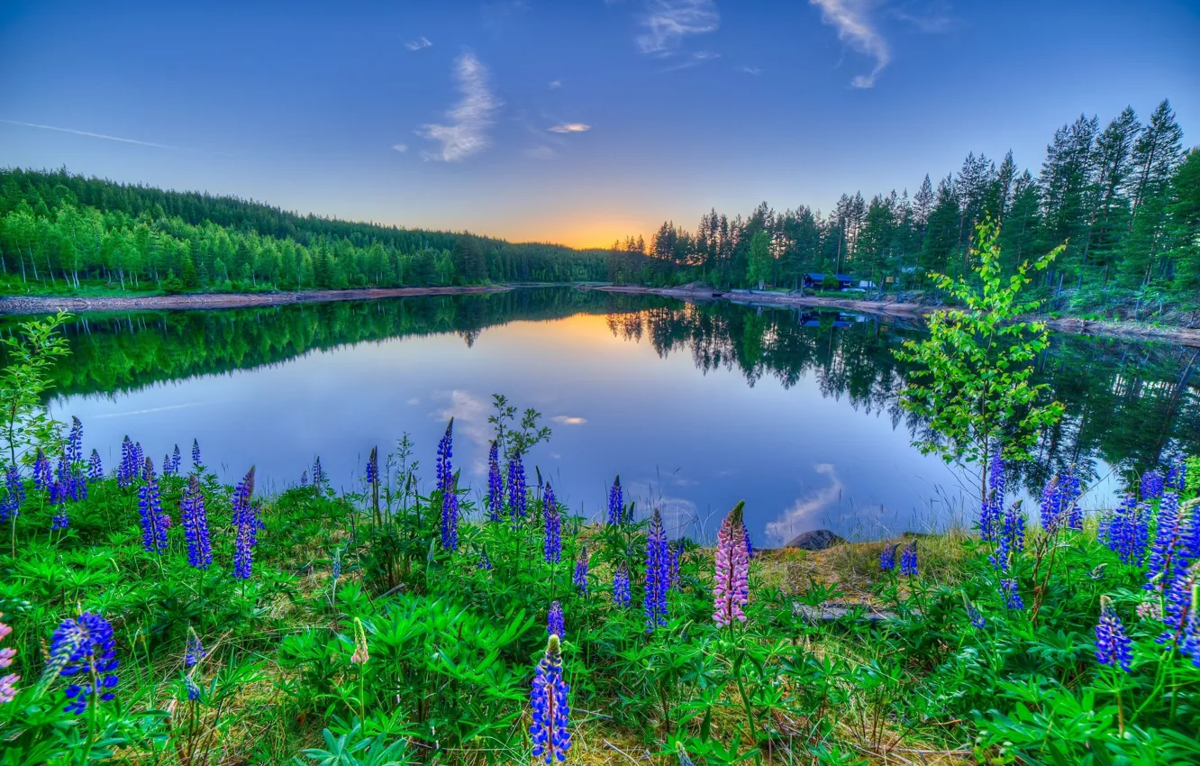 Photo wallpaper sunset, flowers, lake, reflection, lupins