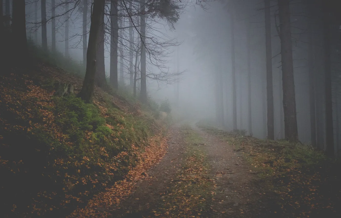 Photo wallpaper road, forest, trees, nature, fog