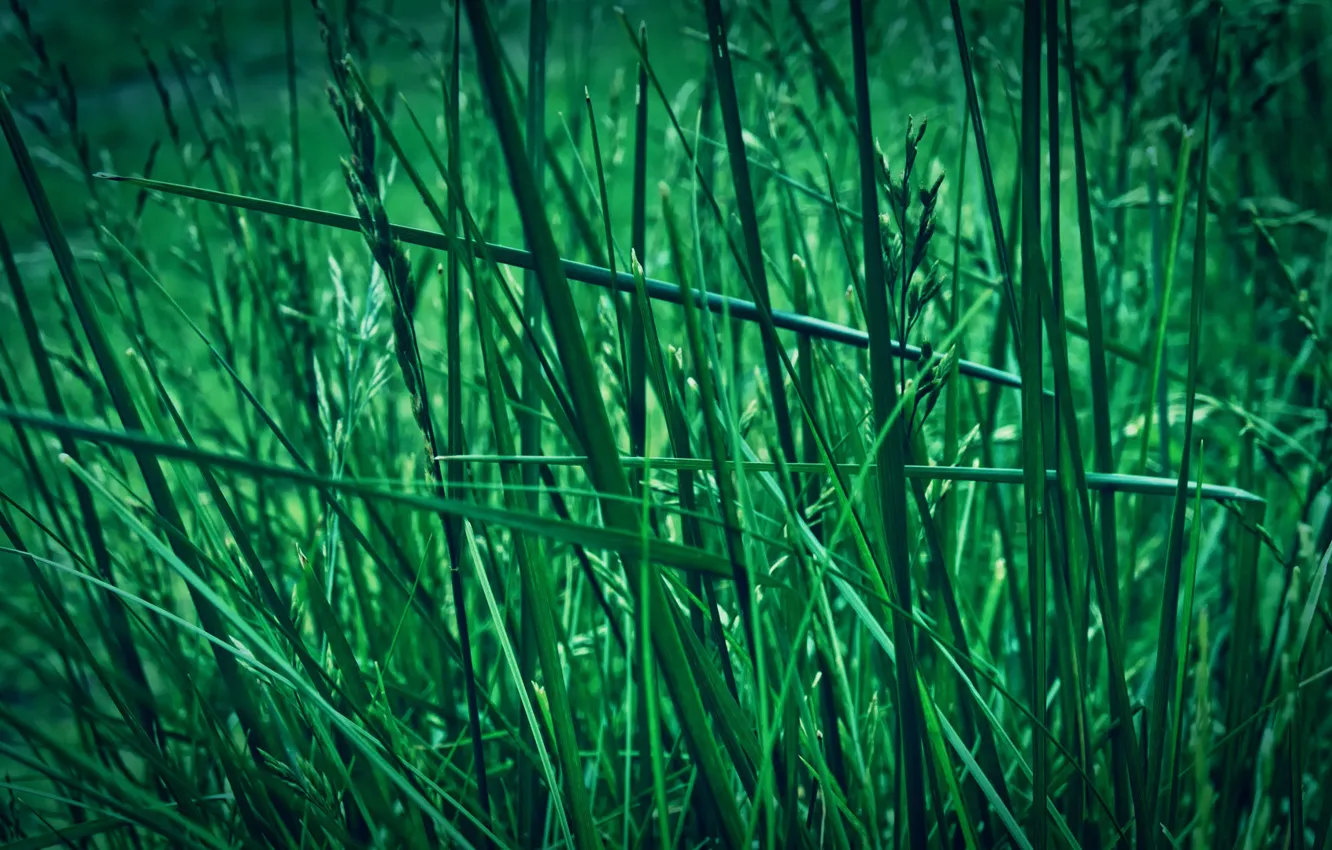 Photo wallpaper greens, grass, nature, Zeleny