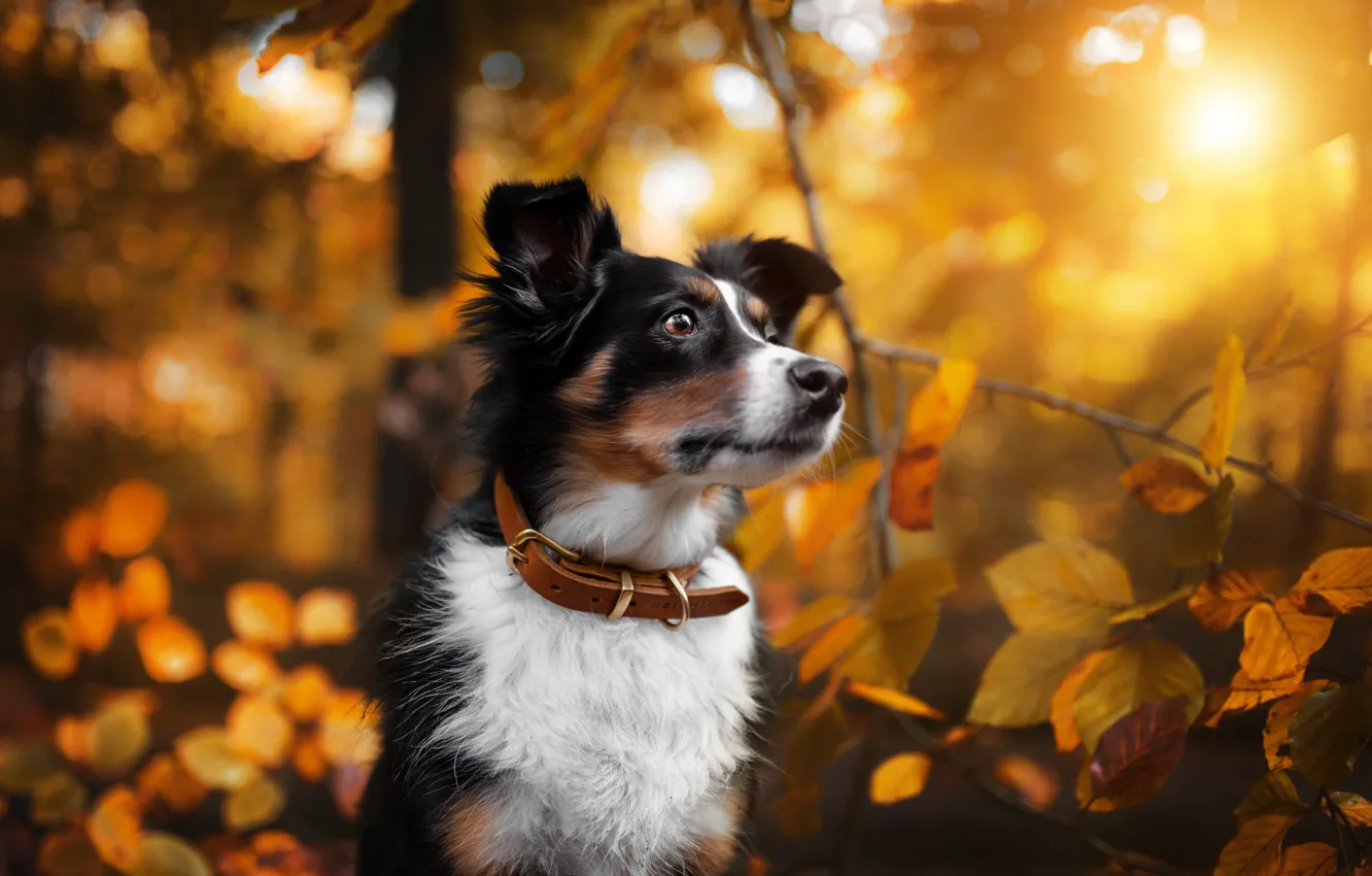 Photo wallpaper autumn, nature, each, dog