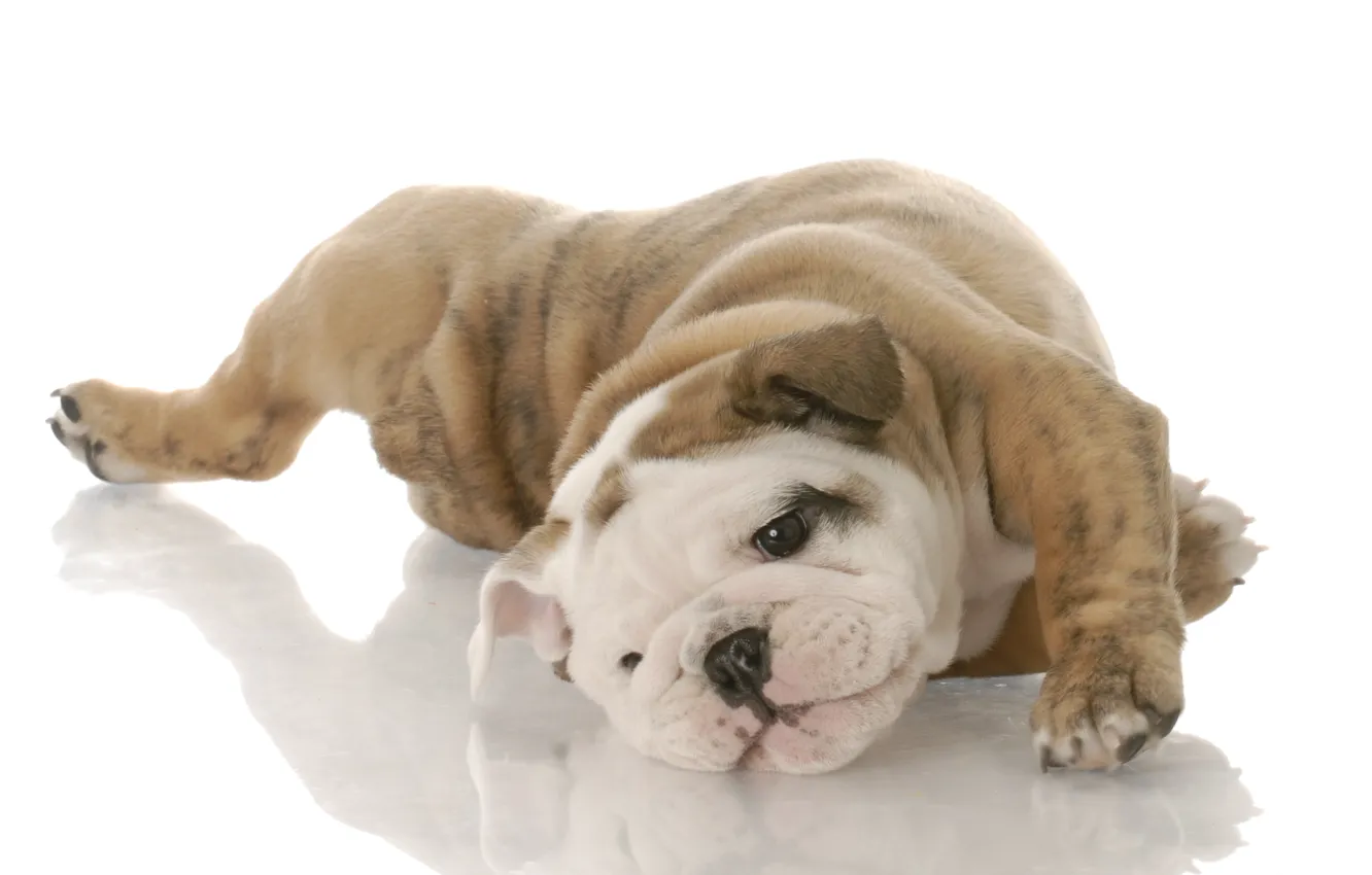 Photo wallpaper dog, puppy, white background, English bulldog