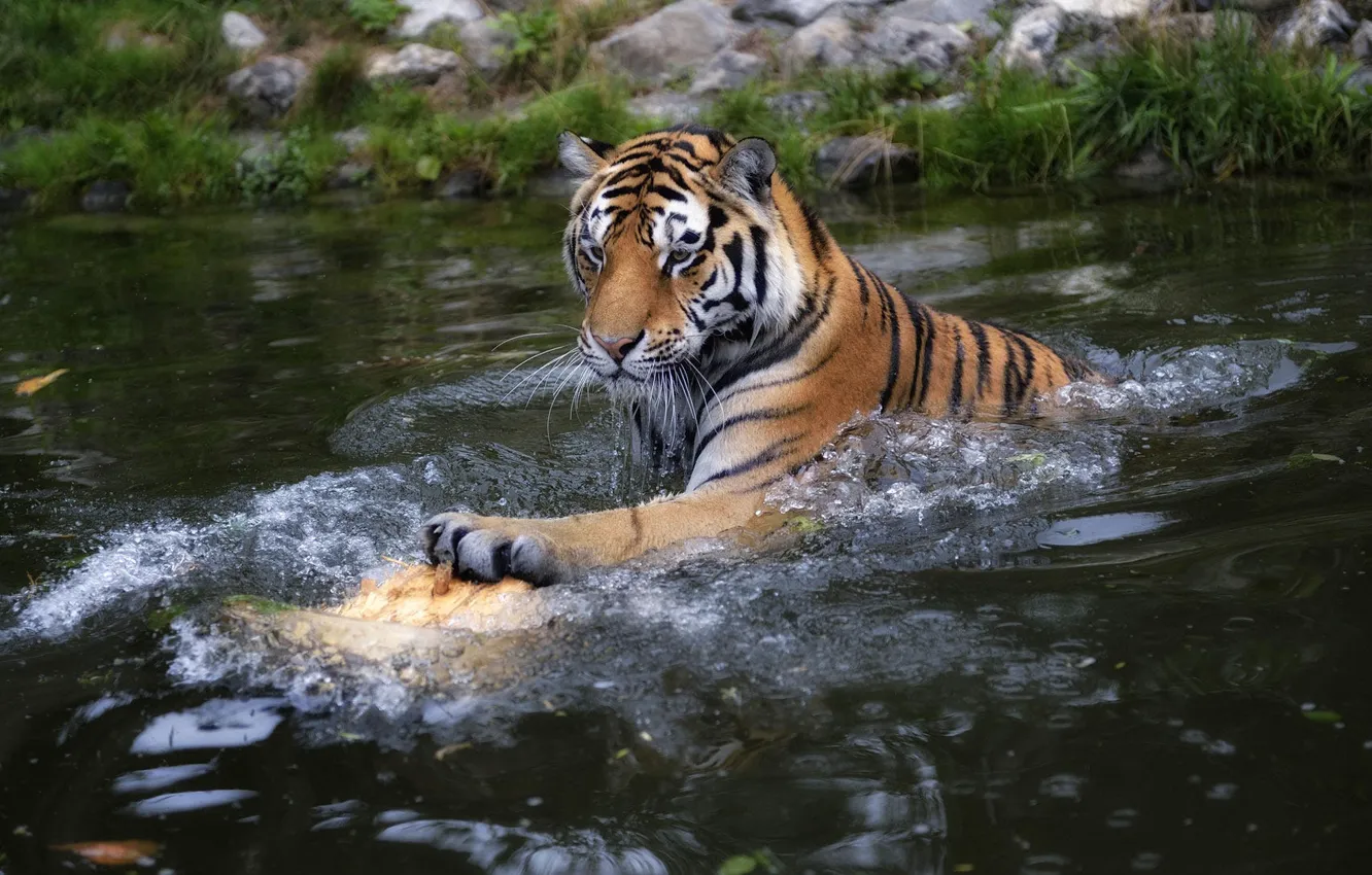 Photo wallpaper face, water, tiger, pose, paws, bathing, pond, swimming