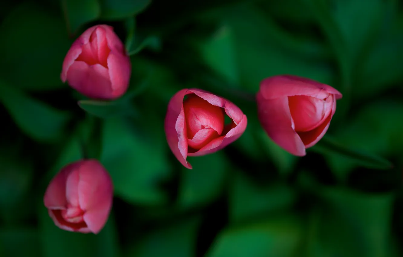Photo wallpaper flowers, tulips, red, buds, the view from the top, bokeh