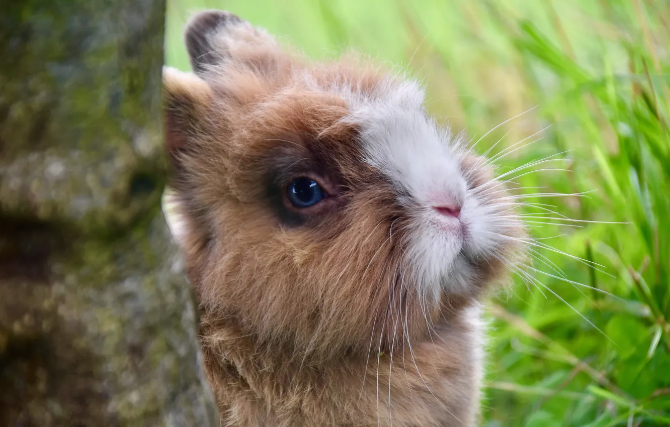 Photo wallpaper grass, look, trees, nature, hare, portrait, rabbit, red