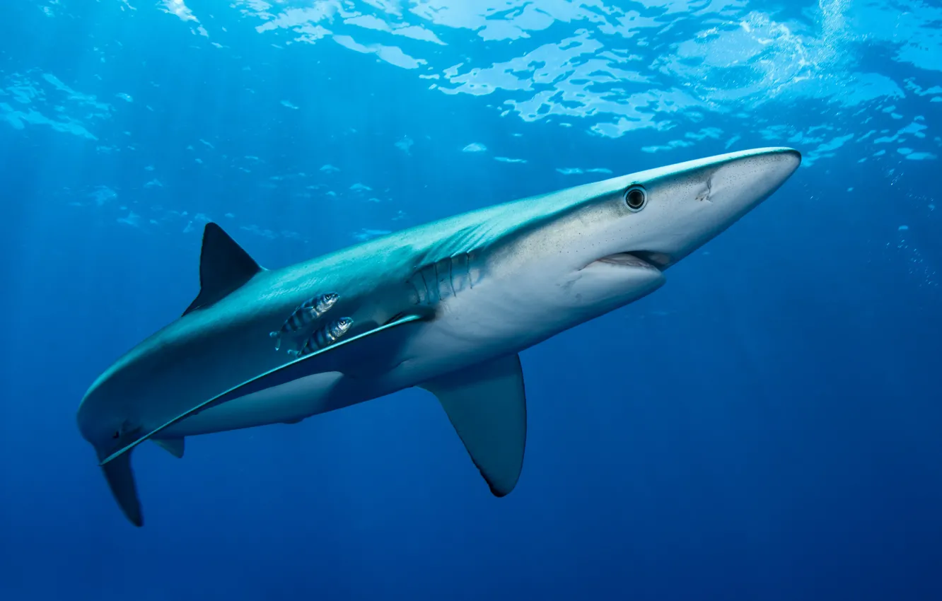 Photo wallpaper sea, water, light, close-up, the ocean, animal, blue, fish