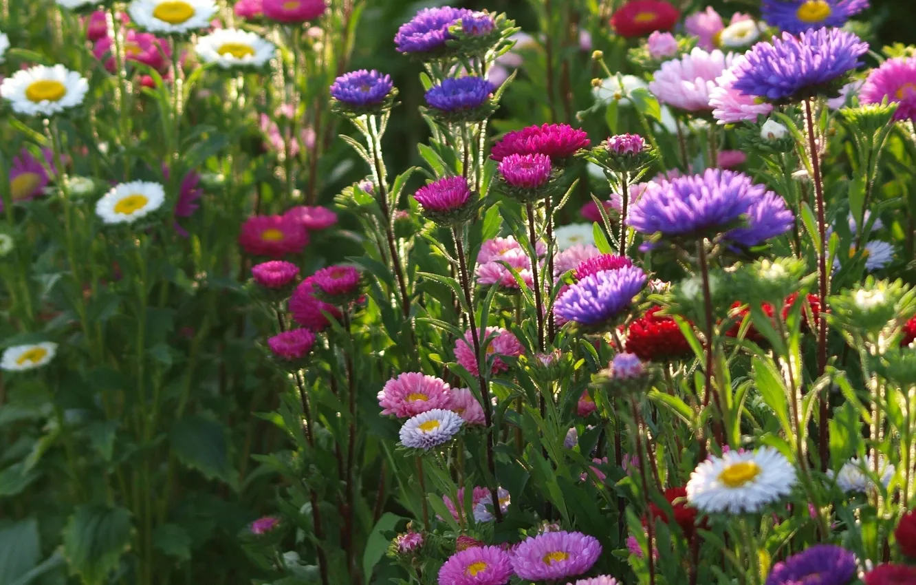 Photo wallpaper flowerbed, colorful, asters