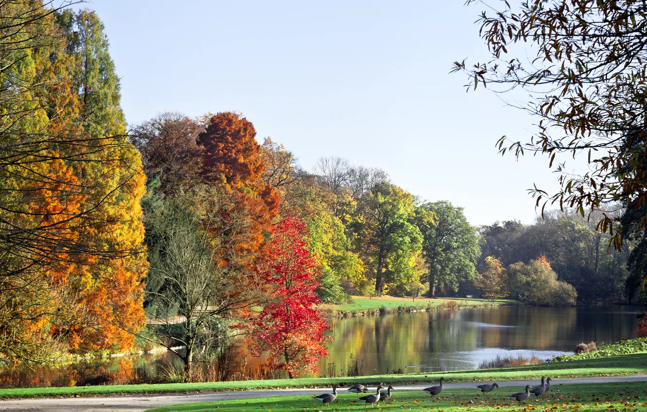 Photo wallpaper the sky, trees, landscape, nature, lake, duck, sky, trees