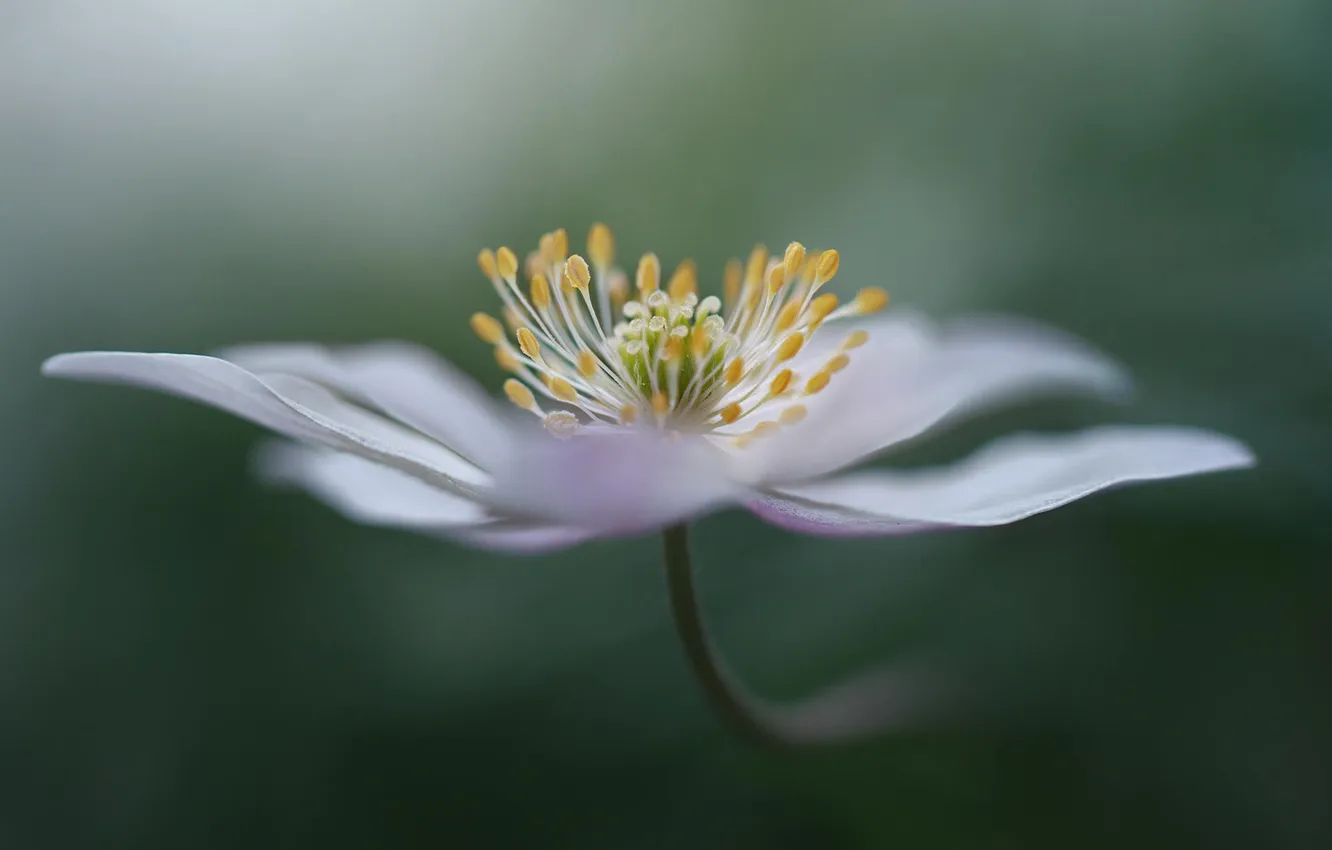 Photo wallpaper macro, flowers, plant, petals