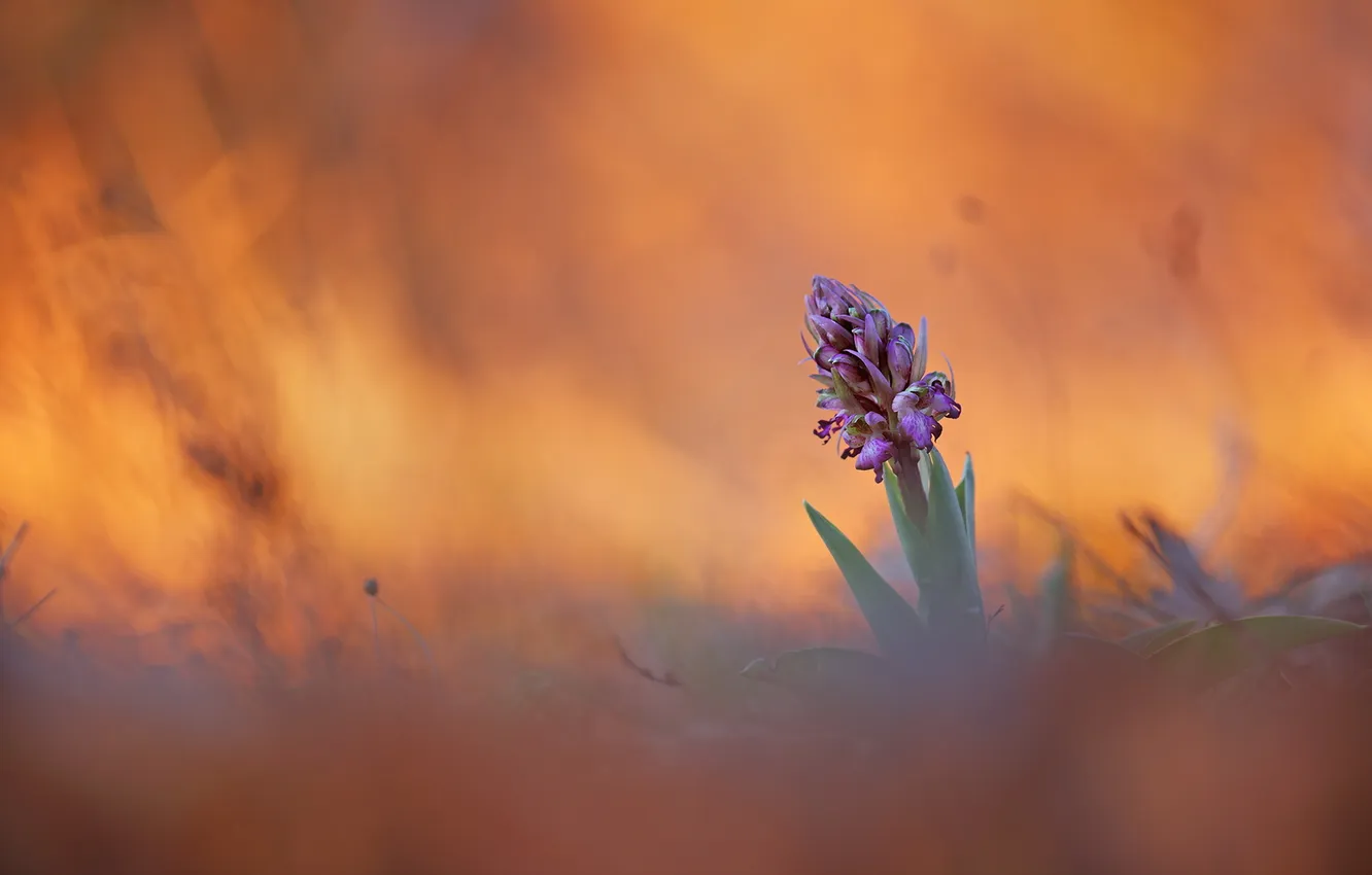 Photo wallpaper flowers, nature, background