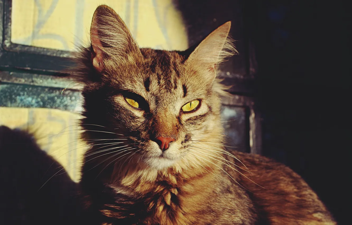 Photo wallpaper cat, cat, look, grey, striped