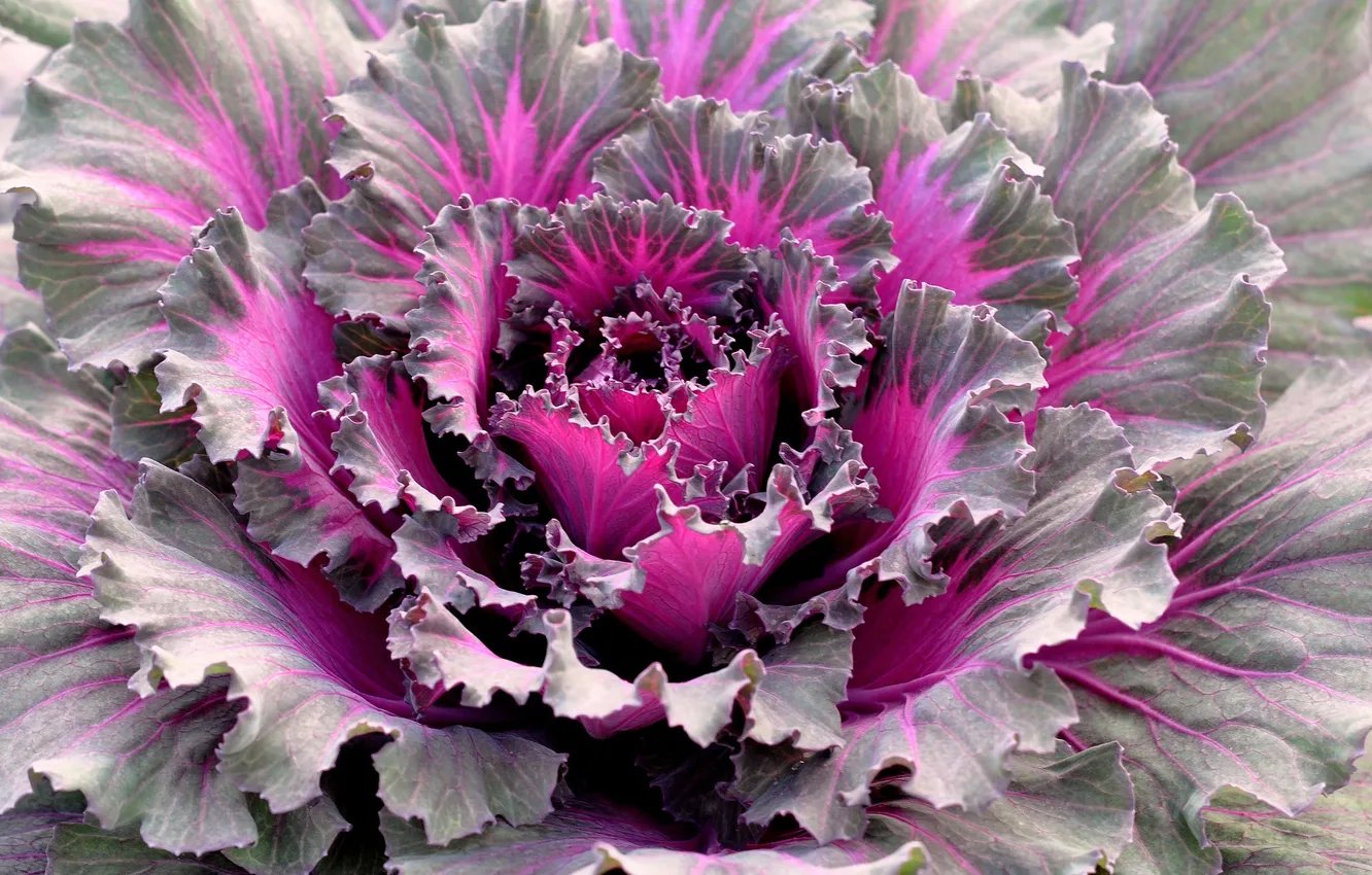 Photo wallpaper leaves, nature, plant, color