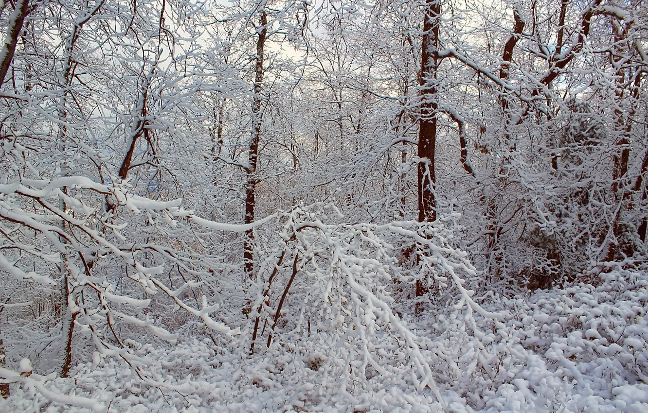Photo wallpaper winter, frost, forest, snow, trees
