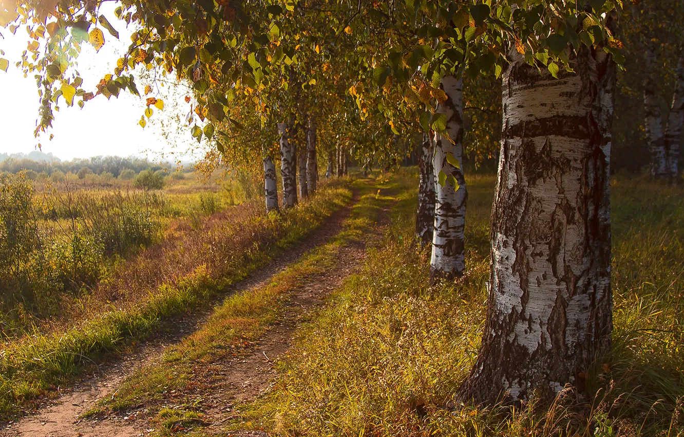 Photo wallpaper road, field, autumn, trees, birch