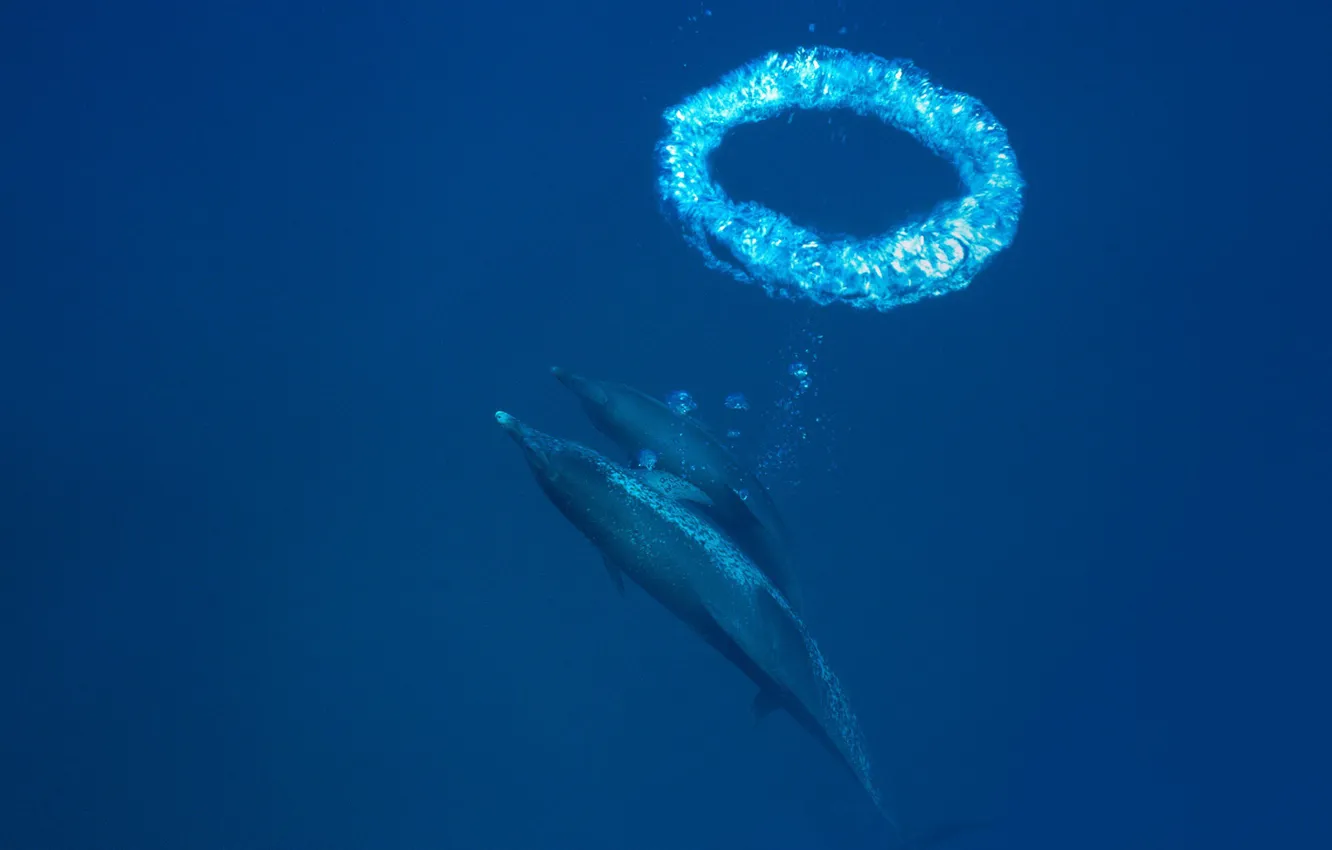 Photo wallpaper ring, the air, dolphins, mammal, bellelay, prodelin
